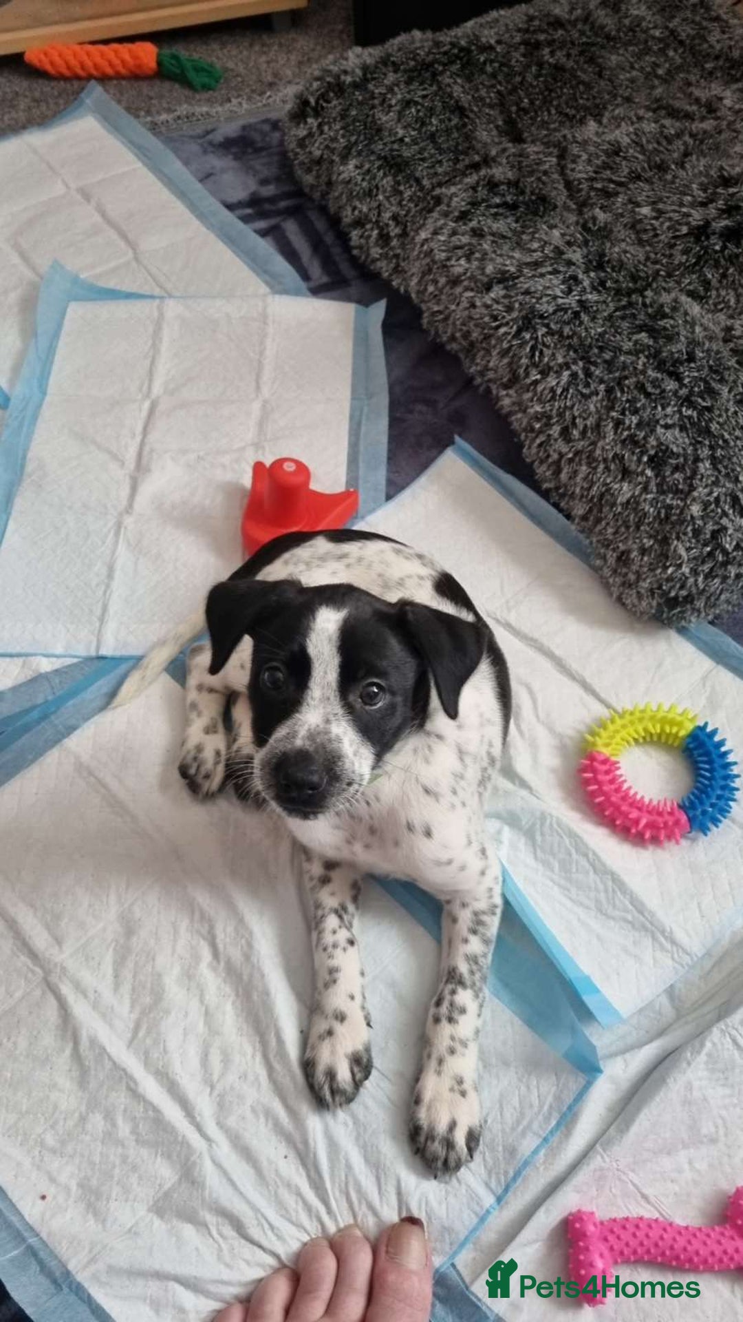 Mixed Breed dogs for sale: Lexie to home - Image 6
