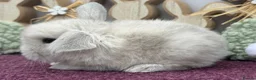 Mini Lop rabbits for sale: Mini lop boys and girls  - Advert 12