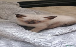 Ragdoll cats for sale: 3 quarters RAGDOLL KITTENS FOR SALE £150 - Image 6