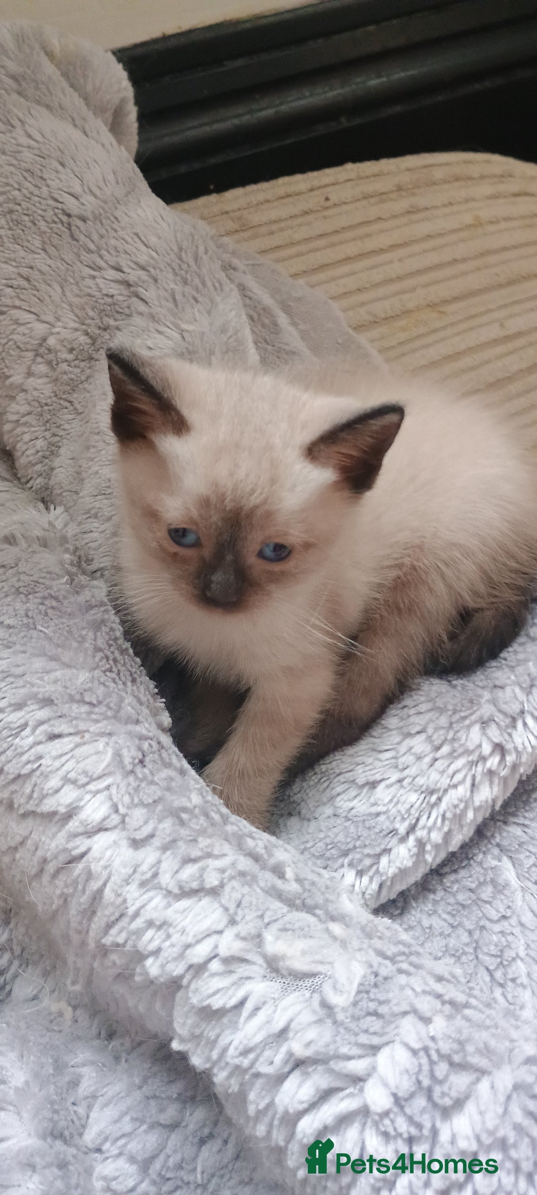 Ragdoll cats for sale: 3 quarters RAGDOLL KITTENS FOR SALE £150 - Image 6
