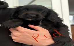Sprocker dogs for sale: Working Sprockers (3/4 Cocker) - Image 3