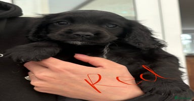 Sprocker dogs - Advert 12