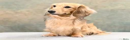 Miniature Dachshund dogs for sale: Shaded cream miniature dachshunds  - Advert 8