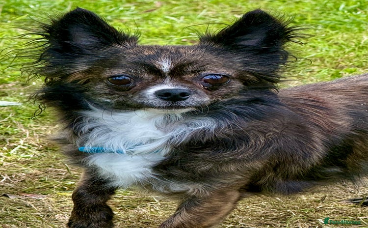 Chihuahua dogs - Advert 1
