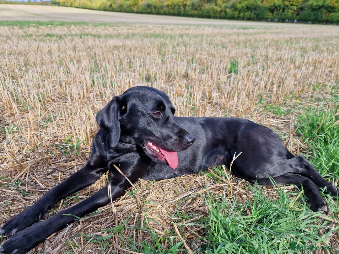 Labrador Retriever dogs for sale: Working labrador puppies for sale - Advert 10