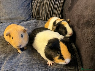 Guinea Pig rodents for sale - Advert 1
