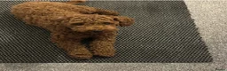 Schnoodle dogs for stud: Stunning Apricot Schnoodle Stud - Advert 3