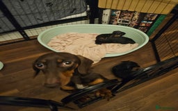 Miniature Dachshund dogs for sale: Miniature Dachshund puppies - Image 22