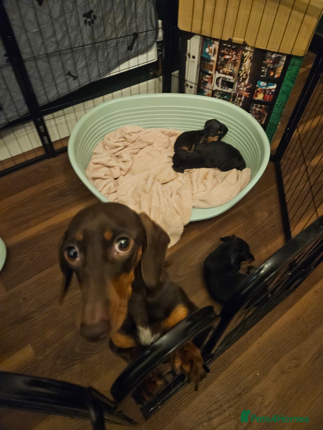 Miniature Dachshund dogs for sale: Miniature Dachshund puppies - Image 22