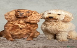 Cockapoo dogs for sale: Gorgeous Red, Golden & Apricot F1 Cockapoos - Image 17