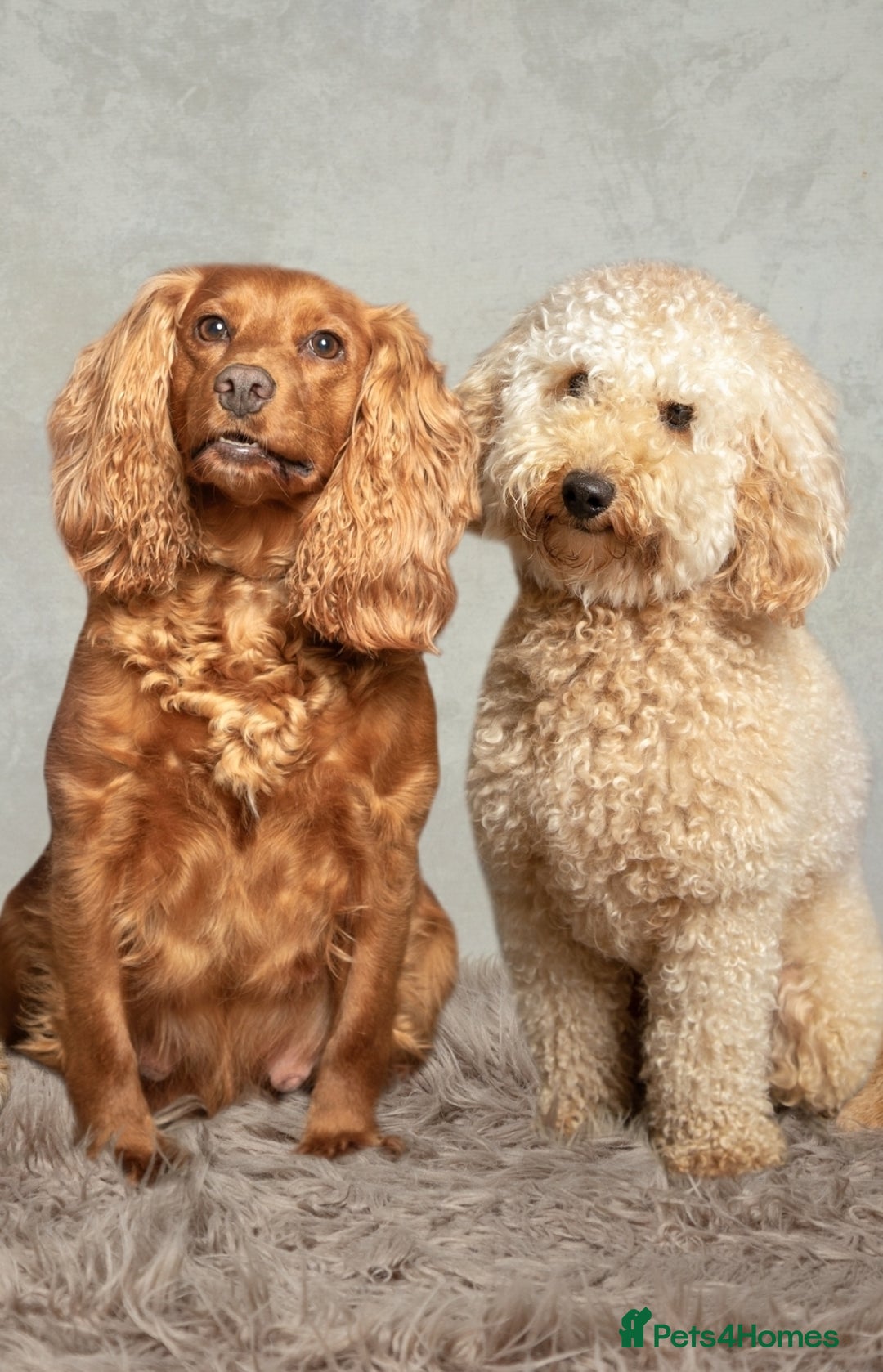 Cockapoo dogs for sale: Gorgeous Red, Golden & Apricot F1 Cockapoos - Image 17