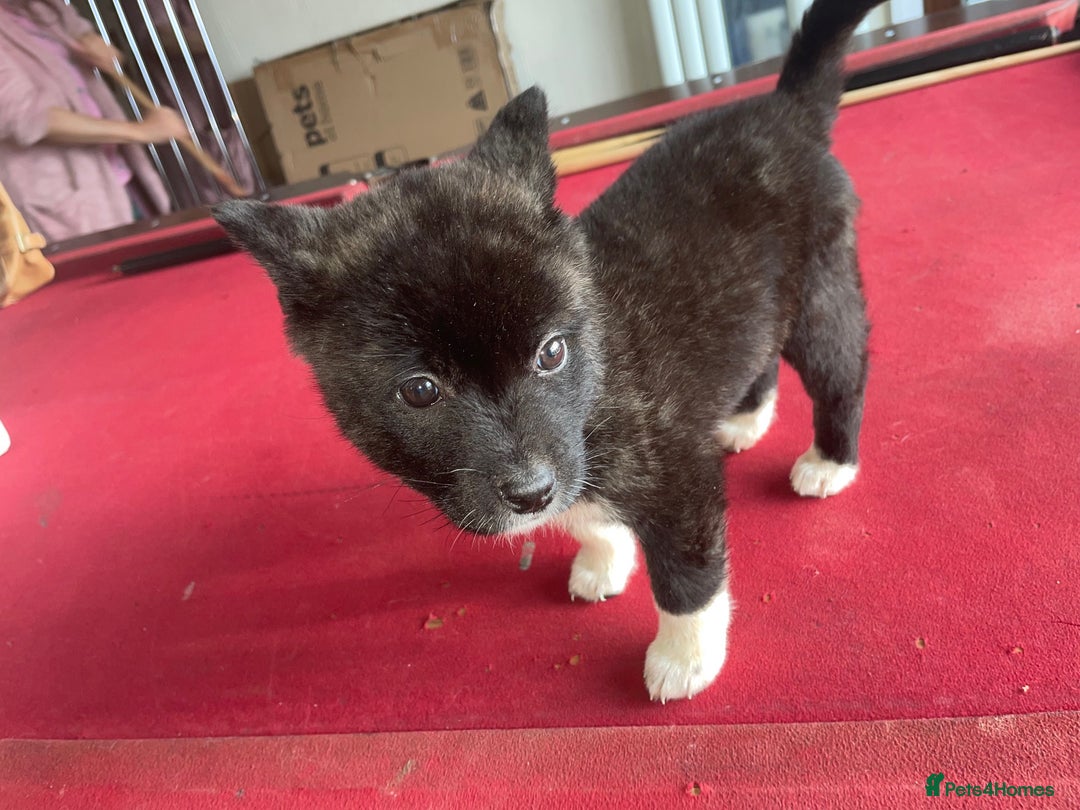 Akita dogs for sale: Stunning American Akita puppy (*LAST 1,  REDUCED*) - Advert 13