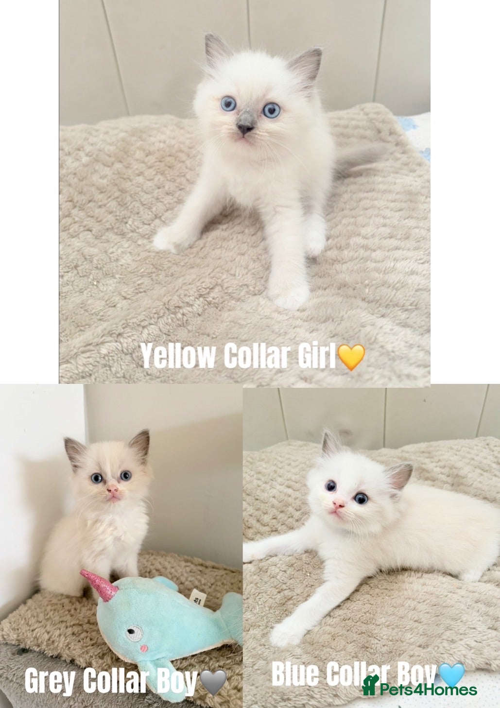 Ragdoll cats Three Beautiful Ragdoll Kittens Ready Now🤍🏡 - Advert 1