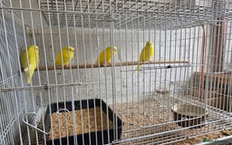 Budgerigars birds for sale: Baby budgies - Image 2