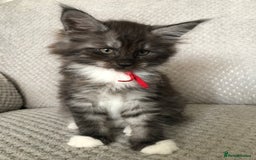 Maine Coon cats for sale: MaineCoon Kittens 2Girls Black Smoke Ready toleave - Image 25