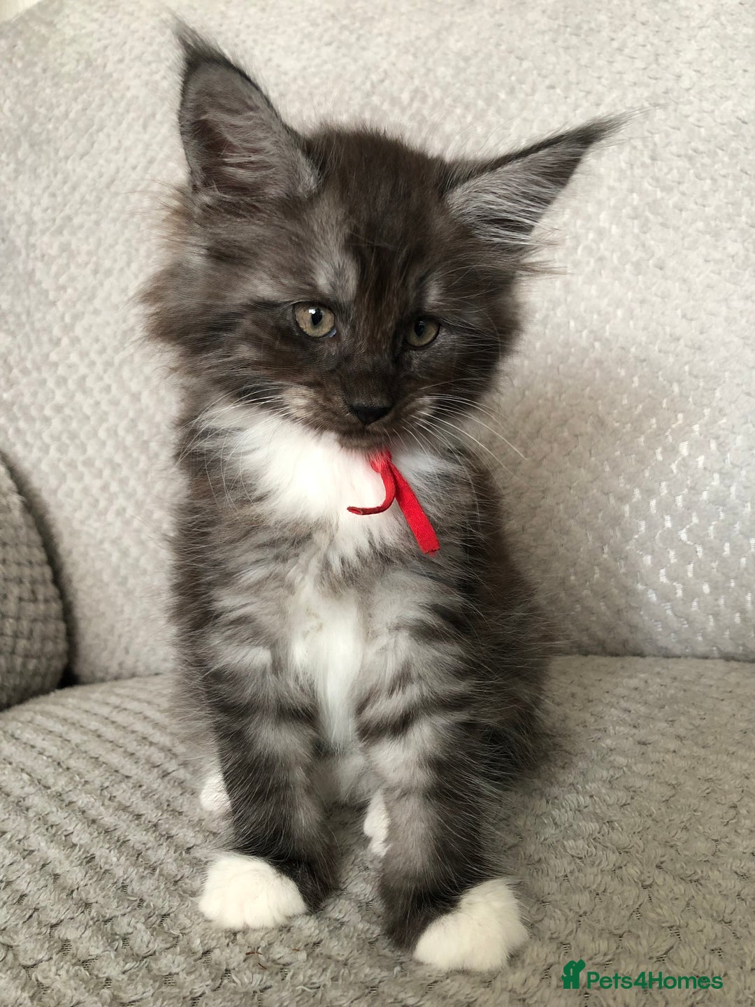 Maine Coon cats for sale: MaineCoon Kittens 2Girls Black Smoke Ready toleave - Image 25