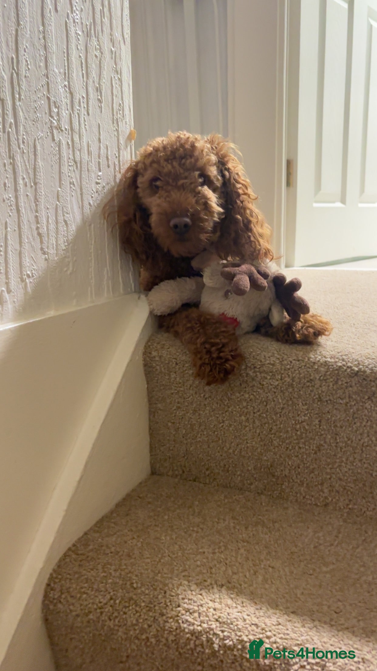 Cockapoo dogs ⭐️Cockapoo stunning red ⭐️ - Advert 2