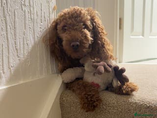 Cockapoo dogs ⭐️Cockapoo stunning red ⭐️ - Advert 1