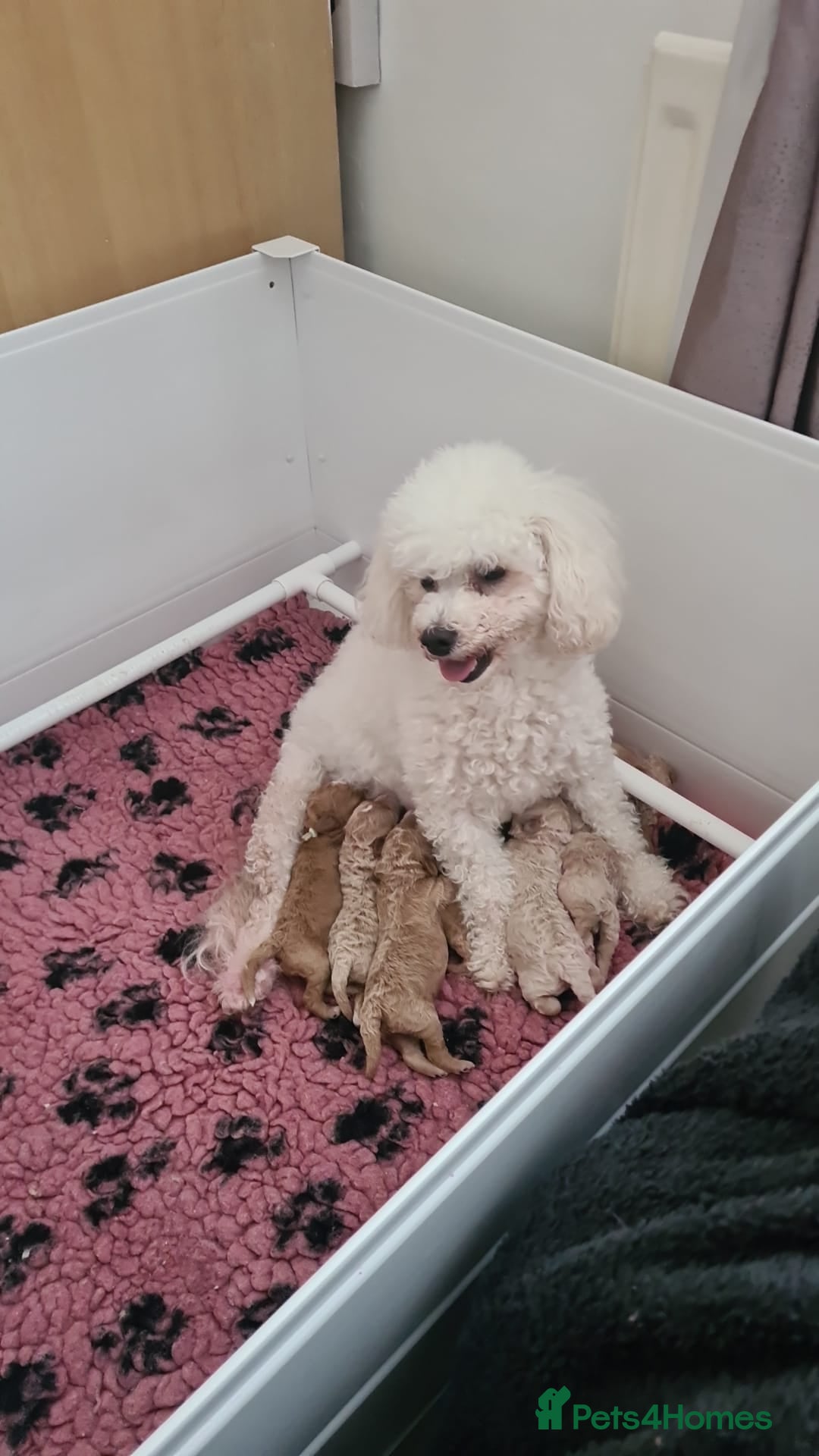 Poochon dogs for sale: Beautiful poochons  - Advert 7