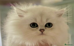 Persian cats for sale: TICA reg Silver & Golden Chinchilla Persians  - Image 1