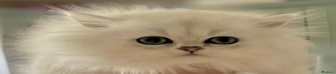 Persian Kitten 2