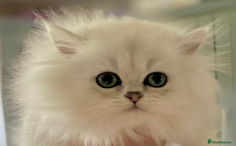 Persian cats - Advert 3