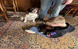 Sprollie dogs for sale: Female Sprollie puppy - Image 1