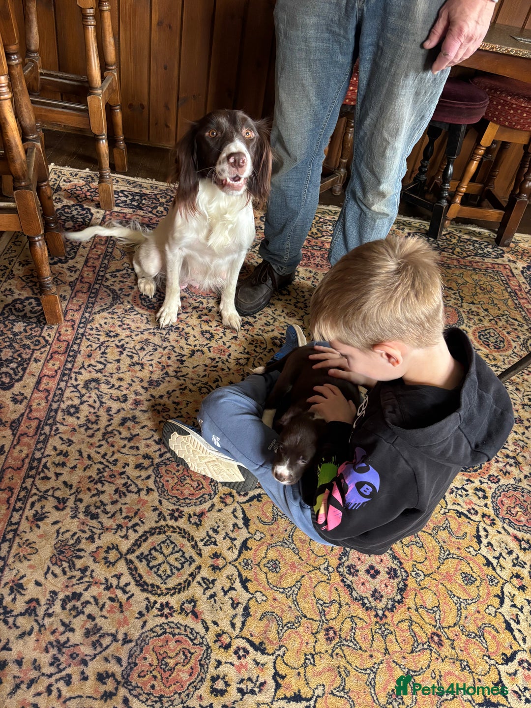 Sprollie dogs for sale: Female Sprollie puppy - Image 1