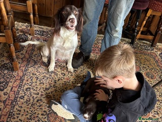 Sprollie dogs for sale - Advert 1