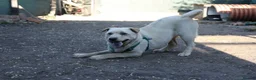 Mixed Breed dogs for adoption: ❤️🐶 LAIMA – TOO SMART AND WELL BALANCED in Burton-on-Trent - Advert 10