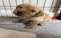 Labrador Retriever dogs for sale: Fox Red / yellow Labrador puppies for sale - Image 24