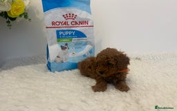 Toy Poodle dogs for sale: Kc registered,  fox red (Tiny) Toy poodles  - Image 16