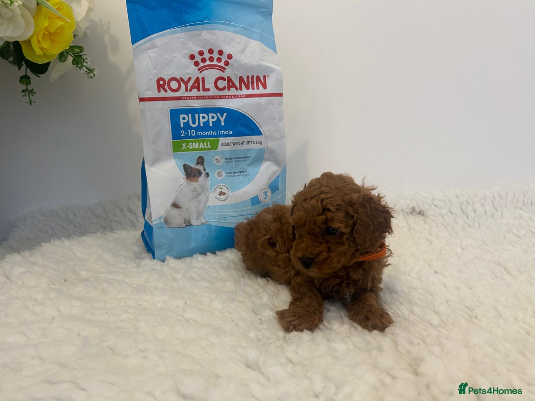 Toy Poodle dogs for sale: Kc registered,  fox red (Tiny) Toy poodles  - Image 16