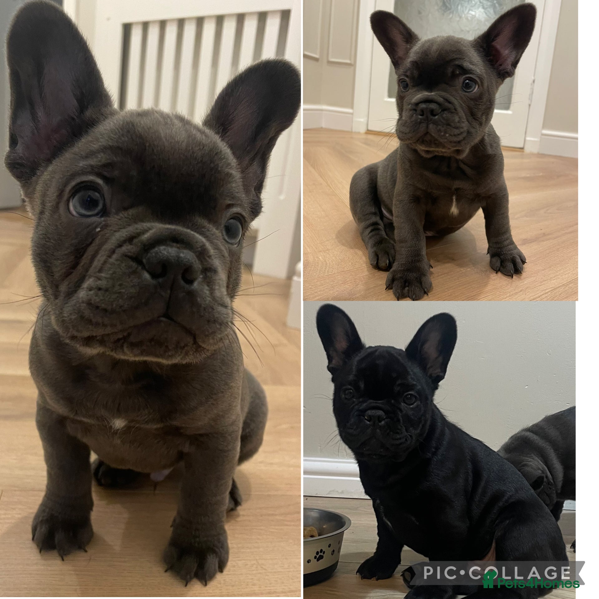 French Bulldog dogs French bulldog puppies for sale to good homes - Advert 2