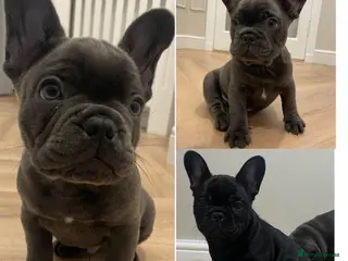 French Bulldog dogs French bulldog puppies for sale to good homes - Advert 2