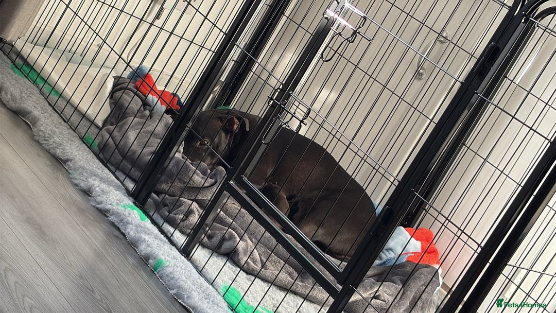 Staffordshire Bull Terrier dogs for sale: Stafford bull terrier - Image 2