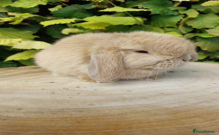 Mini Lop rabbits - Advert 9