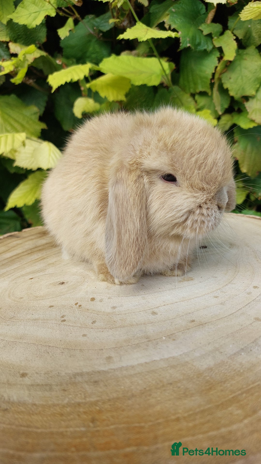 Mini Lop rabbits for sale: Pure bred mini lop baby rabbits ready now - Image 6