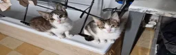 Mixed Breed cats for sale: Tabby kitten  in Willenhall - Advert 3