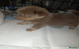 Mixed Breed dogs for sale: Pomeranian cross dachshund puppies  - Image 6