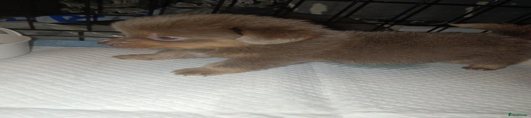 Mixed Breed Puppy 1