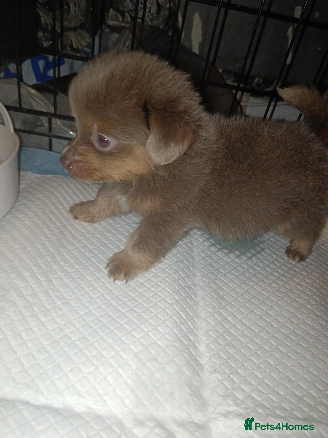 Mixed Breed dogs for sale: Pomeranian cross dachshund puppies  - Image 6