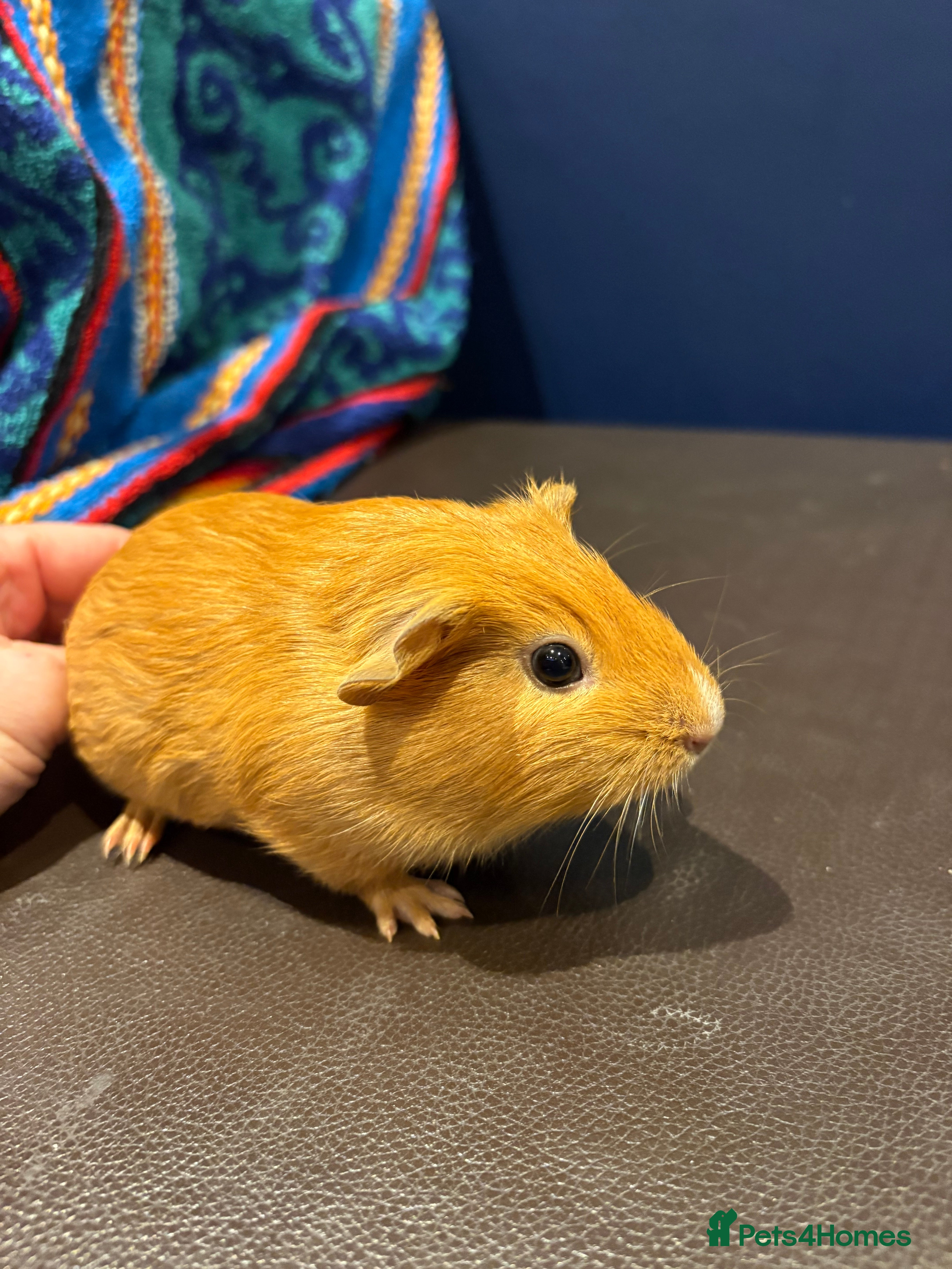 Guinea Pig rodents Baby Guineas  - Advert 1