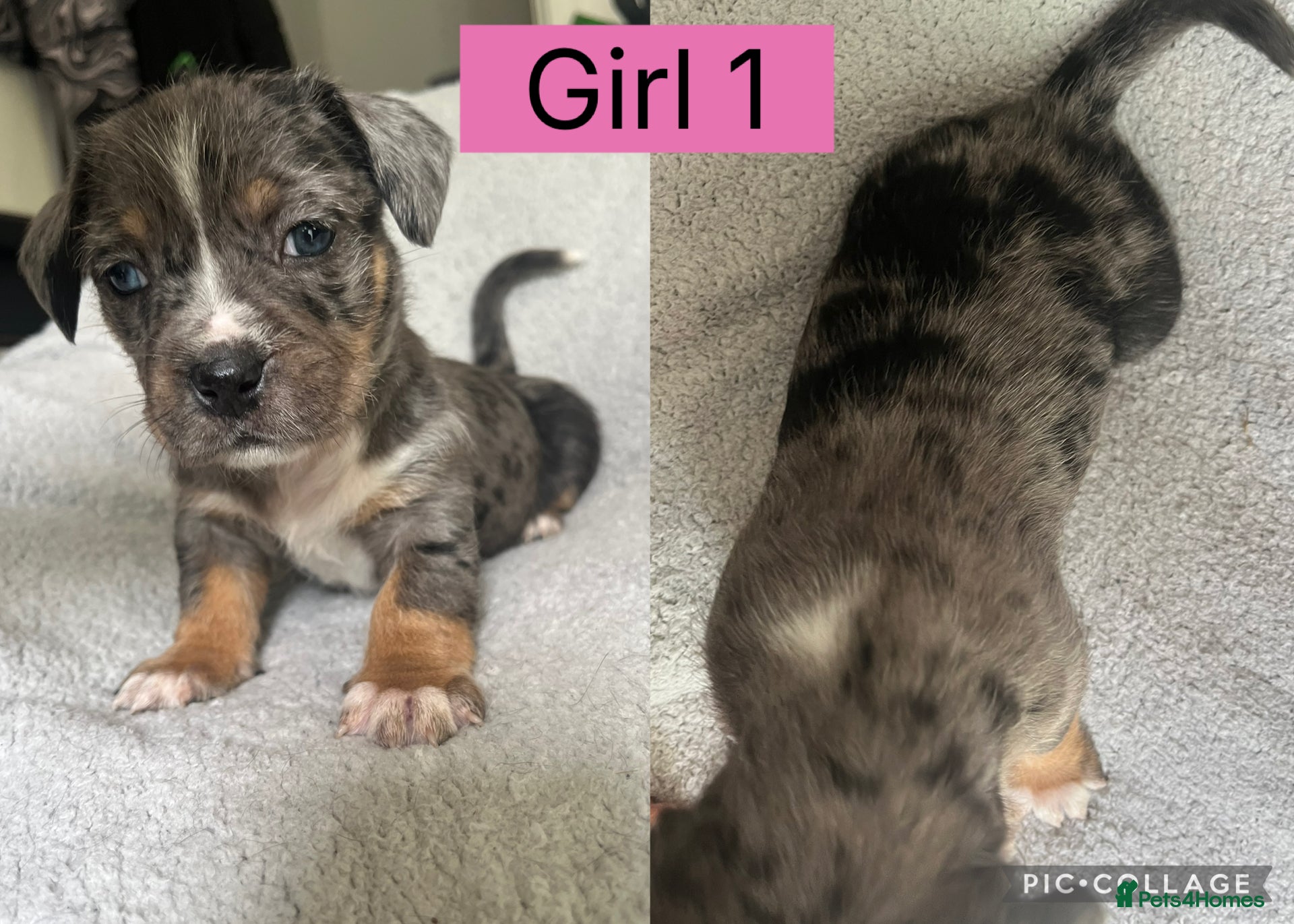 Mixed Breed dogs Mixed breed puppies  - Advert 1