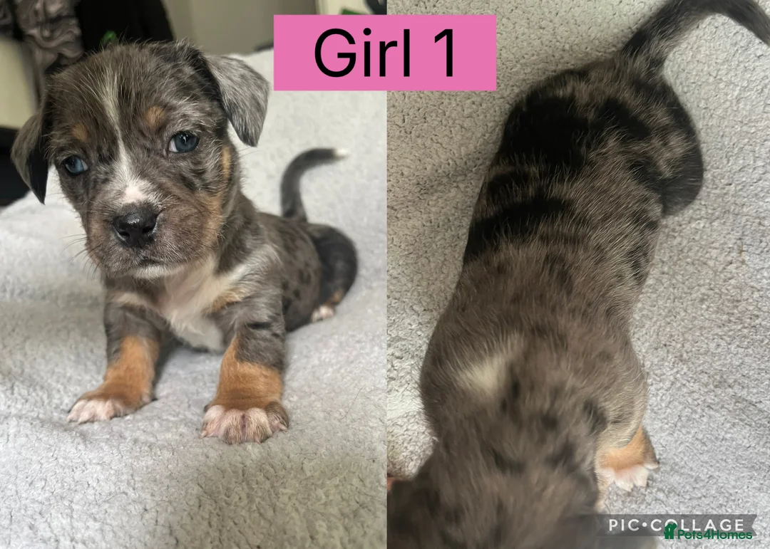 Mixed Breed dogs for sale: Mixed breed puppies  - Advert 1