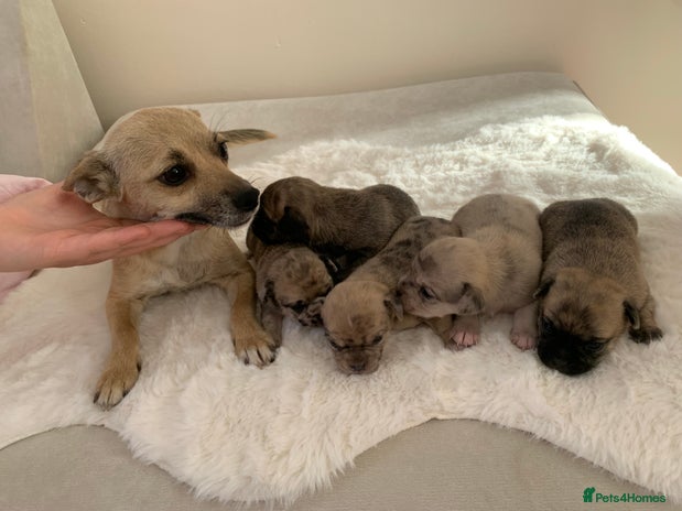 Mixed Breed dogs - Advert 6