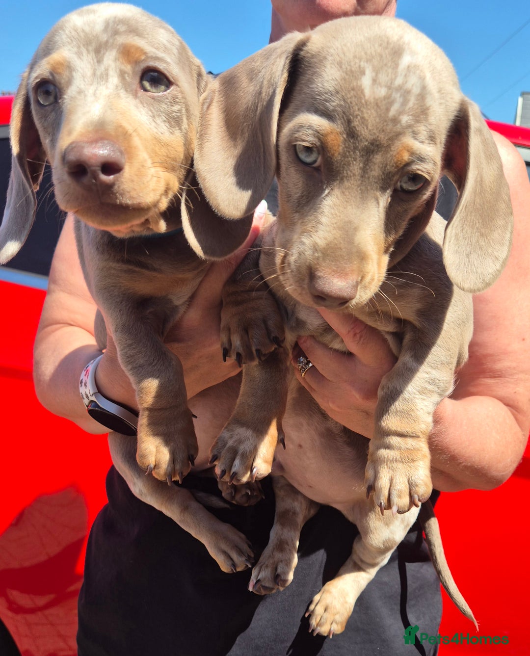 Dachshund dogs for sale: Beautiful kc isabella dapple dachshunds - Image 11