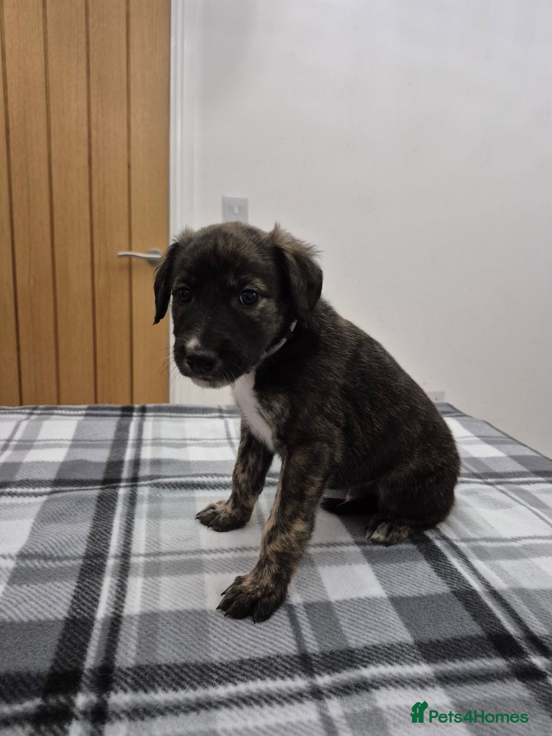 Lurcher dogs for sale: Beautiful litter of Lurcher pups - Advert 9