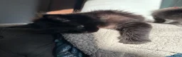Maine Coon cats for sale: Stunning litter of pure bred Maine Coon kittens - Advert 3