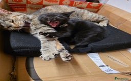 British Shorthair cats for sale: British short hair female kitten  - Image 6